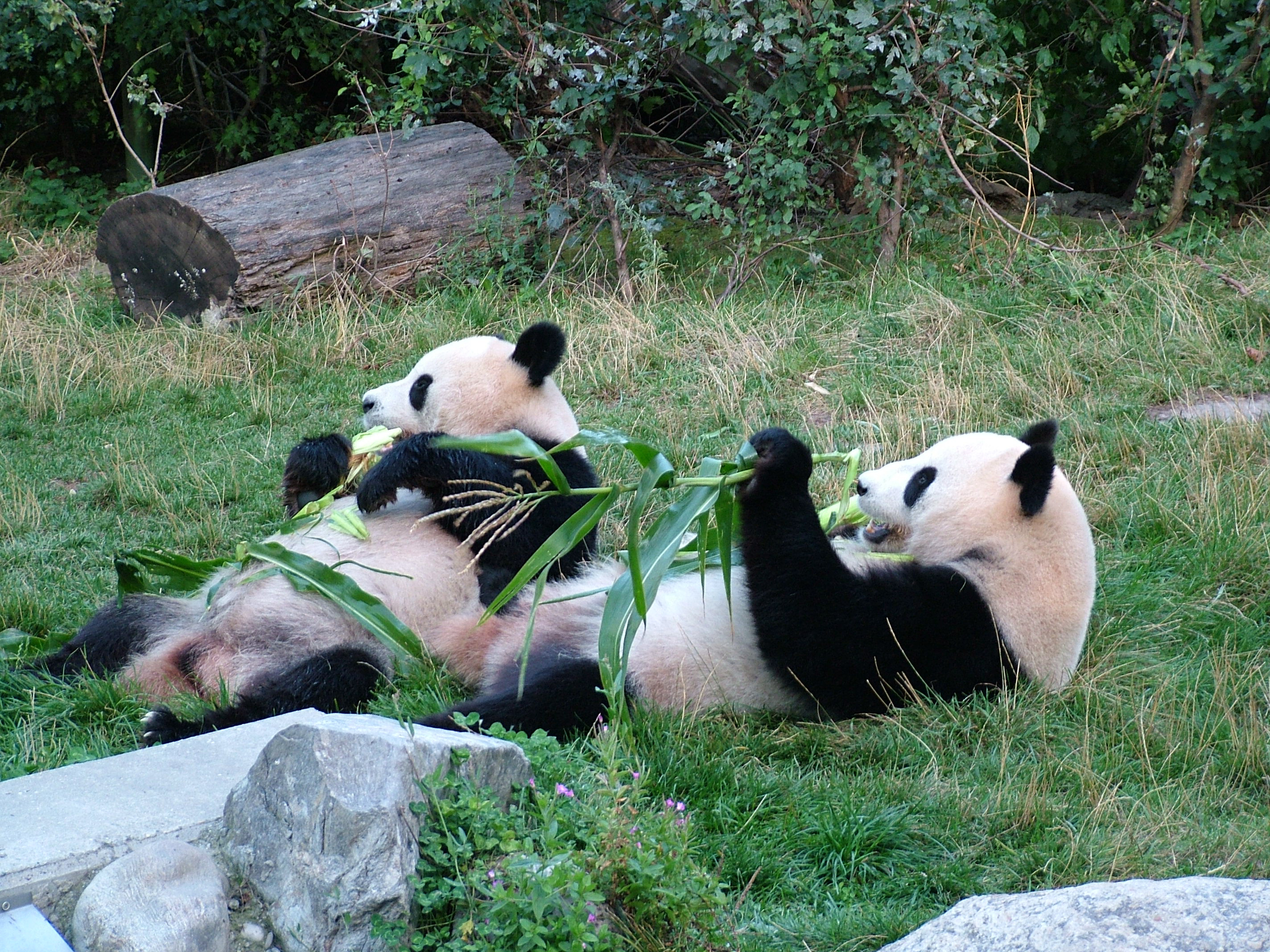 The Giant Pandas of Edinburgh